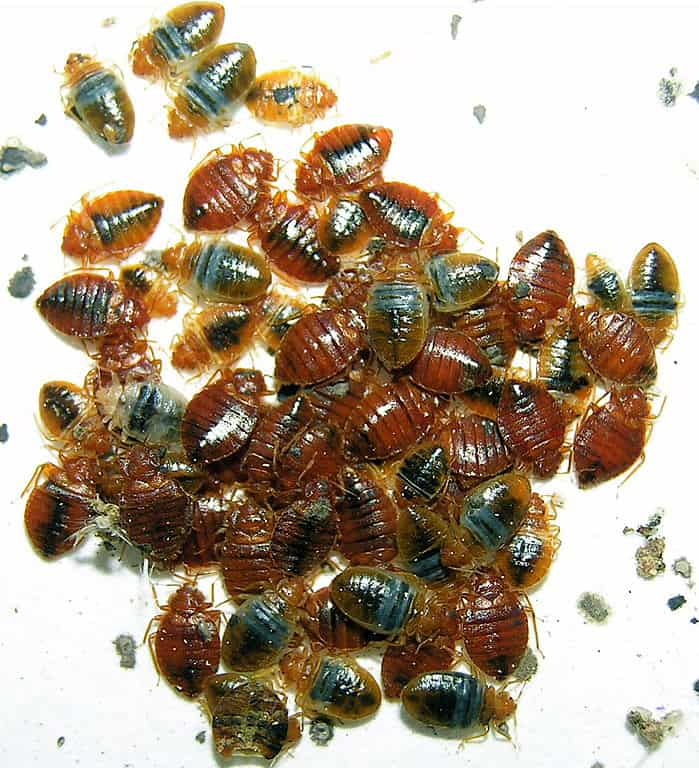 Airbnb bed bugs